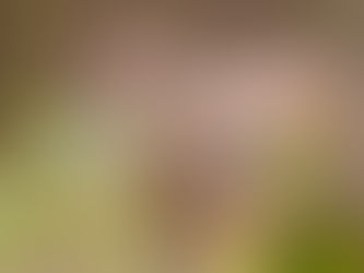 VG: Ti menn tiltalt for ulovlig ulvejakt