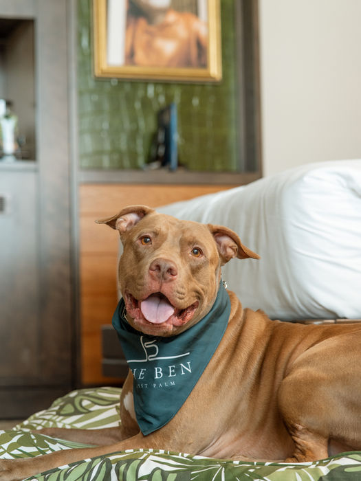 a happy dog wearing a bandana on a dog bed in a room at the Ben hotel