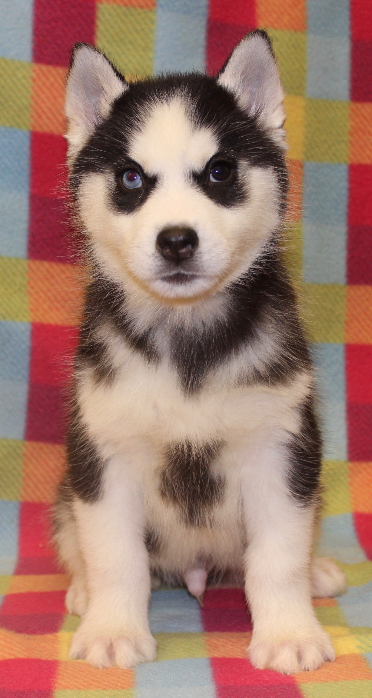 Puppies For Sale In Wayne Nj Passaic County