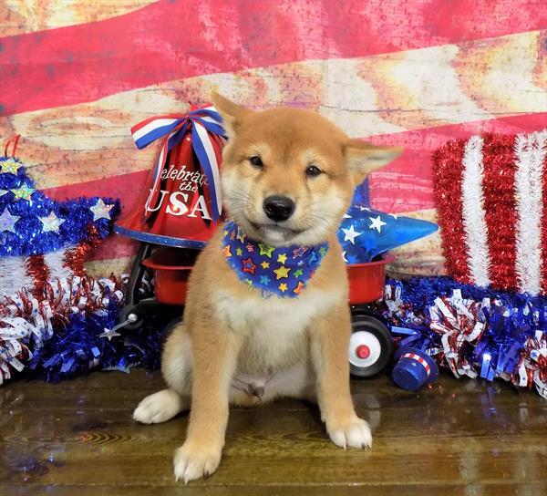 Nj Puppy Store Puppies For Sale New Jersey 201 773 8280