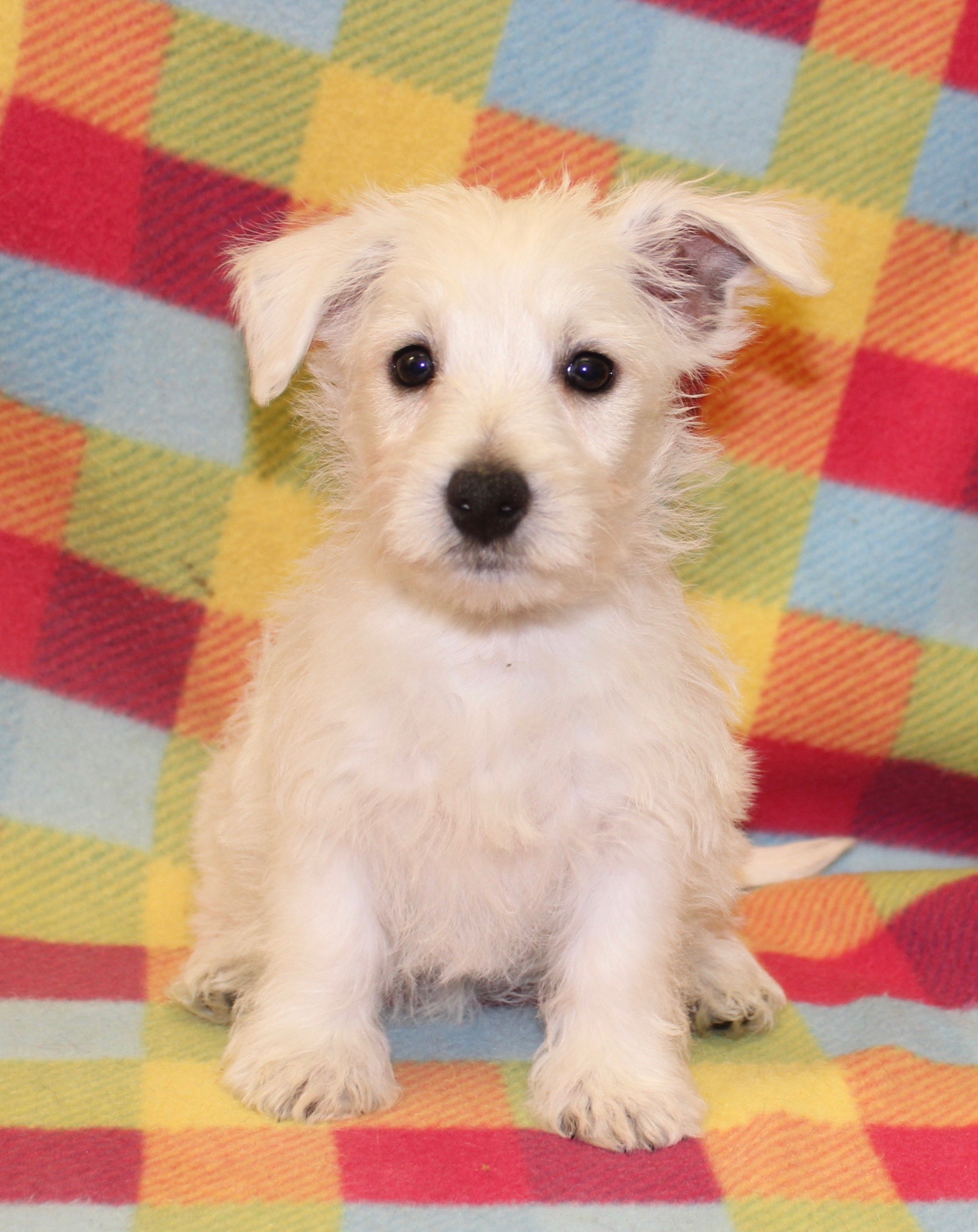 Wayne Puppies Wayne Nj Wayne Puppies of Wayne, NJ, New York City, Manhattan, LI and Bronx