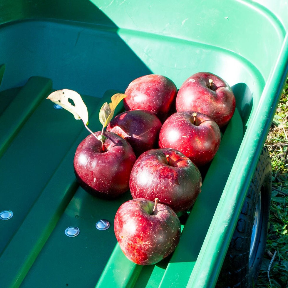 Thumbnail: Garden Dump Trolley