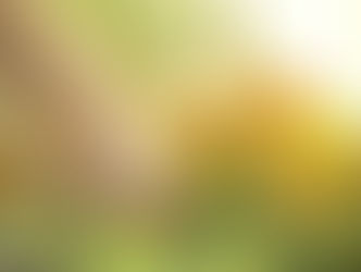 Så lyckas du med tagetes - en enkel och vacker sommarblomma 