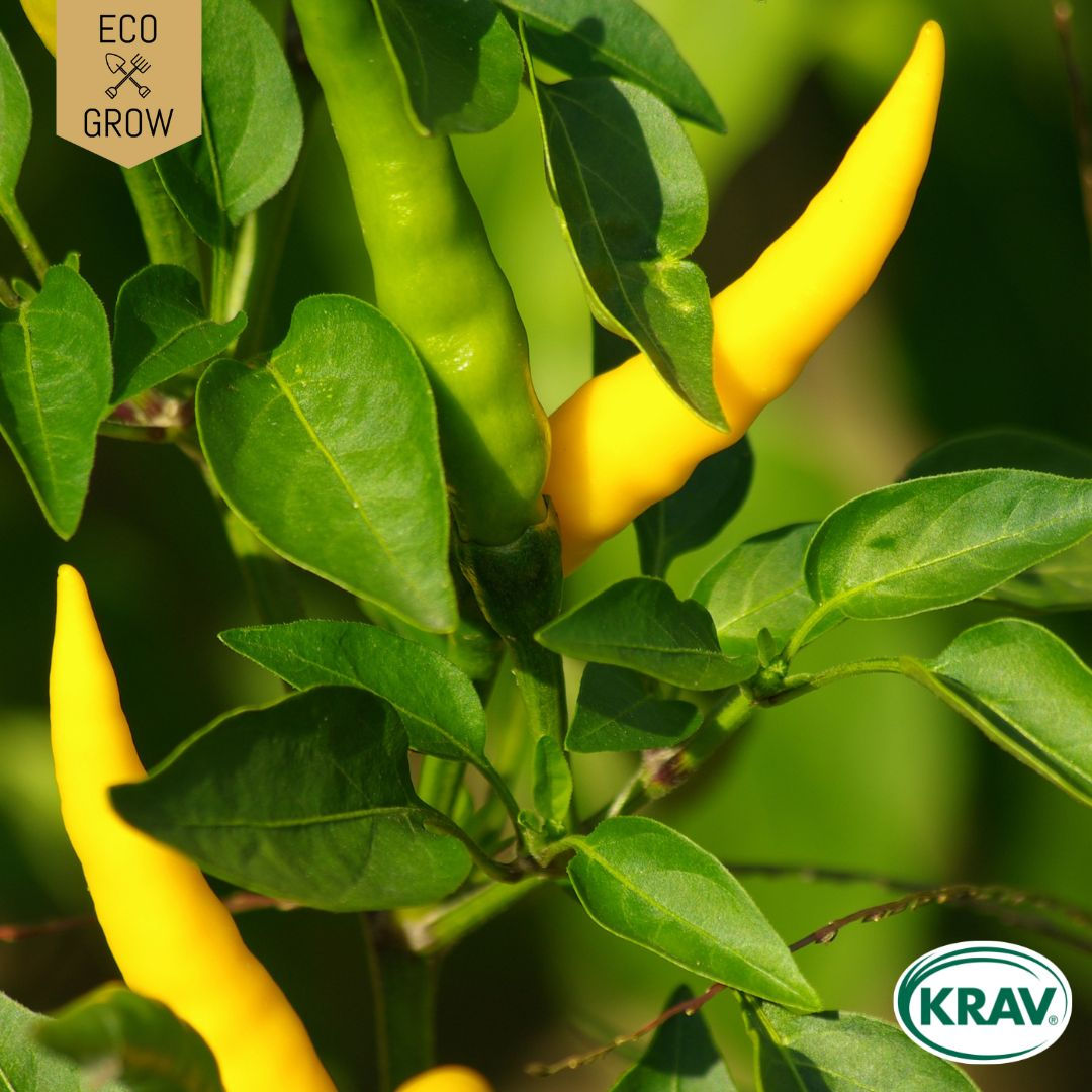 CHILIPEPPAR - GELBES RÜSSELCHEN