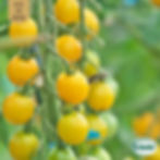 Körsbärstomat Goldkrone Eco Grow Ekologiska Fröer