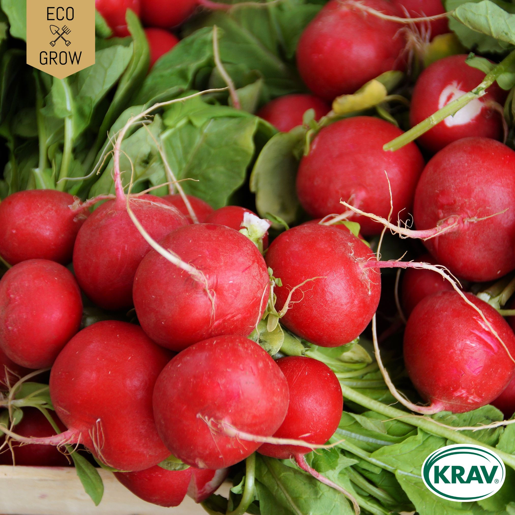 RÄDISA SAXA 2 Eco Grow Ekologiska Fröer
