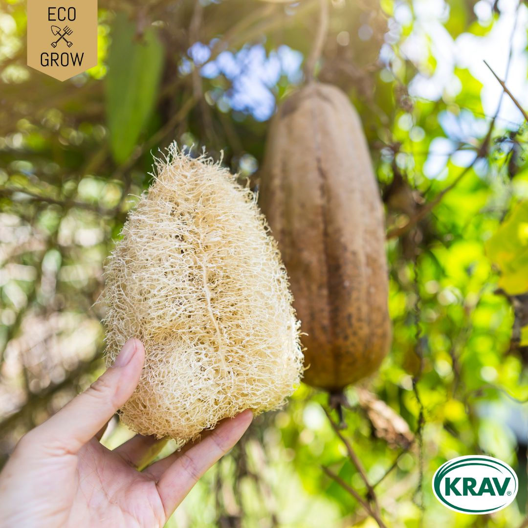 Luffagurka Tvättsvampsgurka  Luffa cylindrica, Badsvampsgurka - Ekologiska Fröer Frön