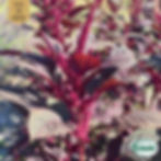 Amarant Red Garnet Eco Grow Ekologiska Fröer