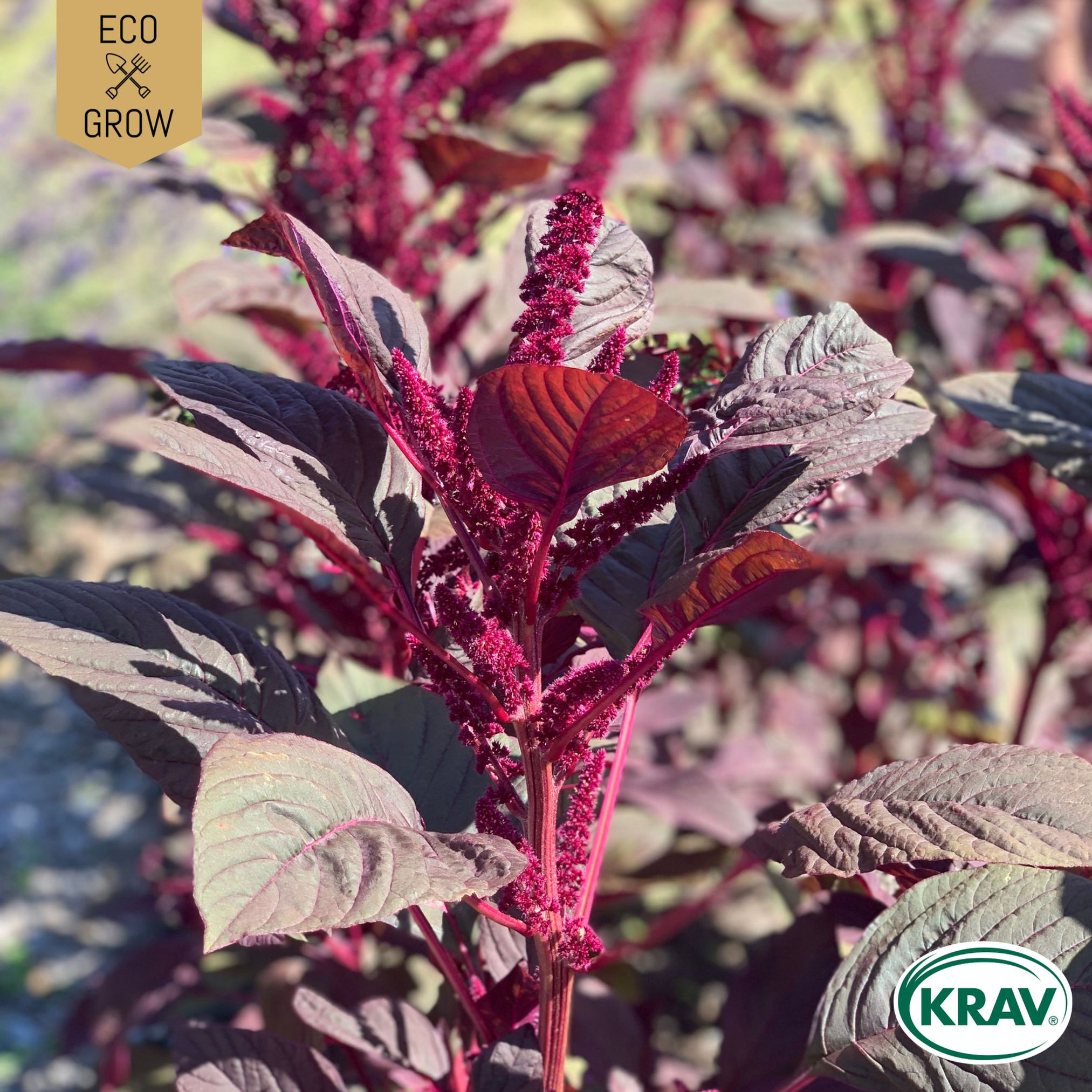 Amarant Red Garnet Eco Grow Ekologiska Fröer