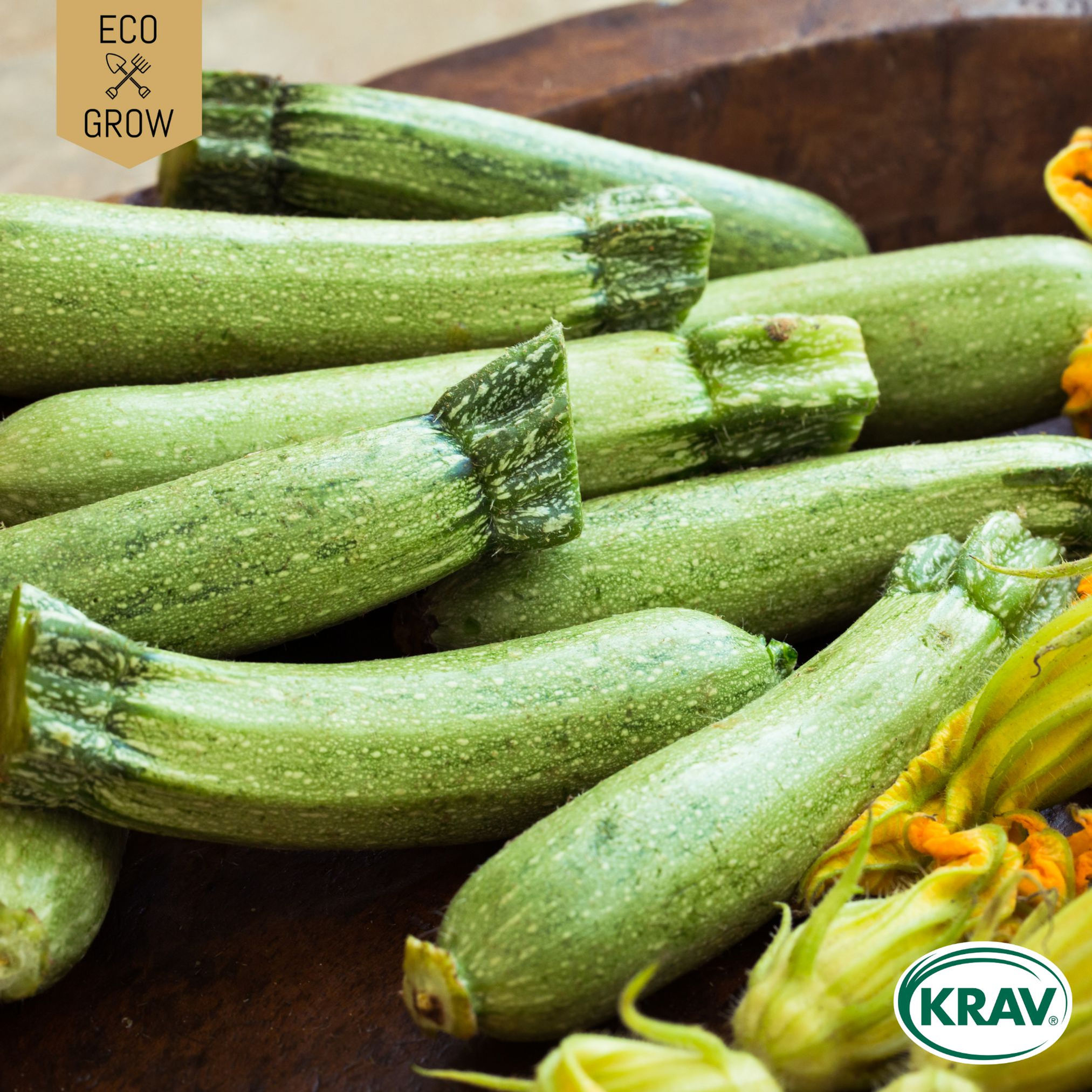 SOMMARSQUASH ALBARELLO DI SARZANA Eco Grow Ekologiska Fröer