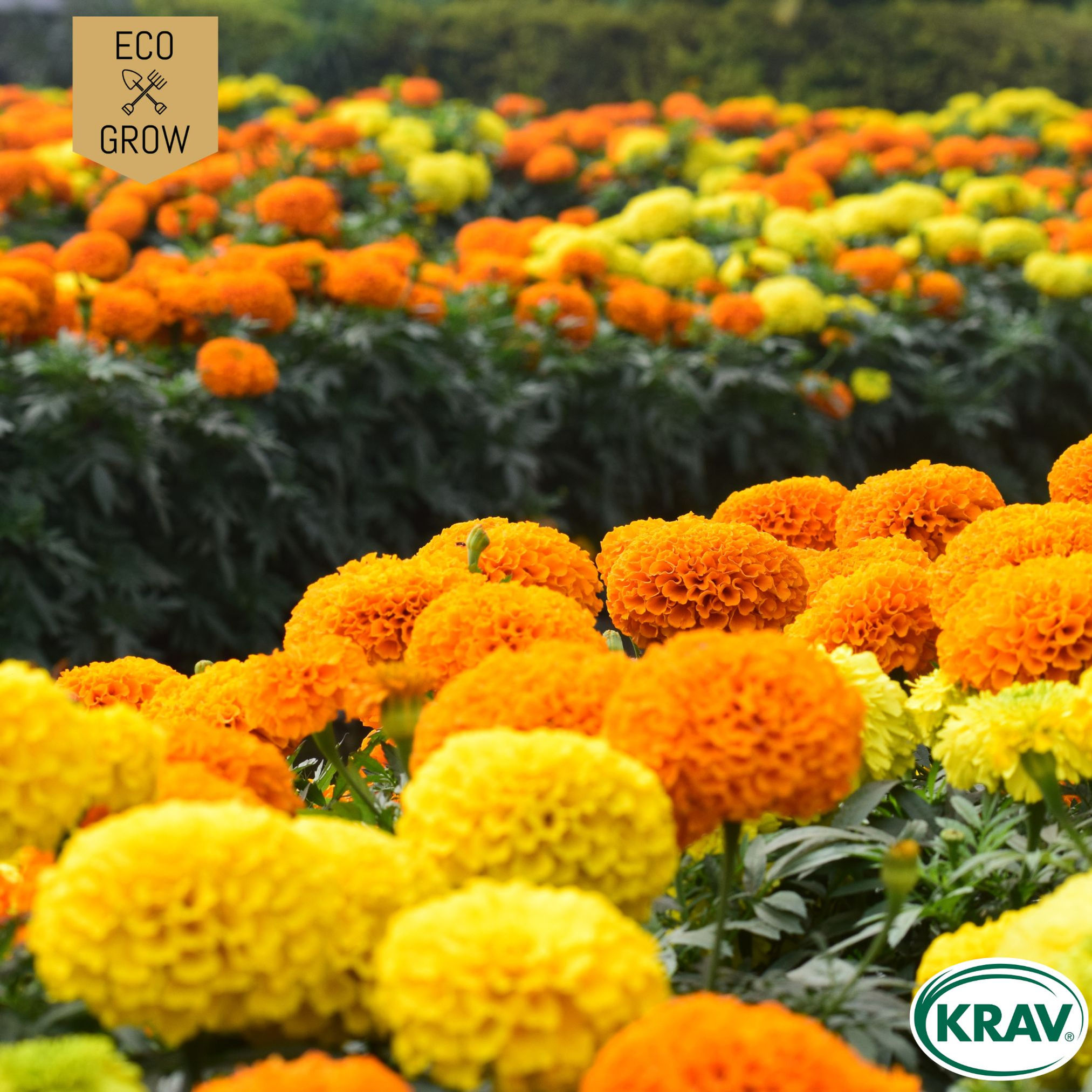 TAGETES CRACKER JACK MIX - Ekologiska Fröer Eco Grow