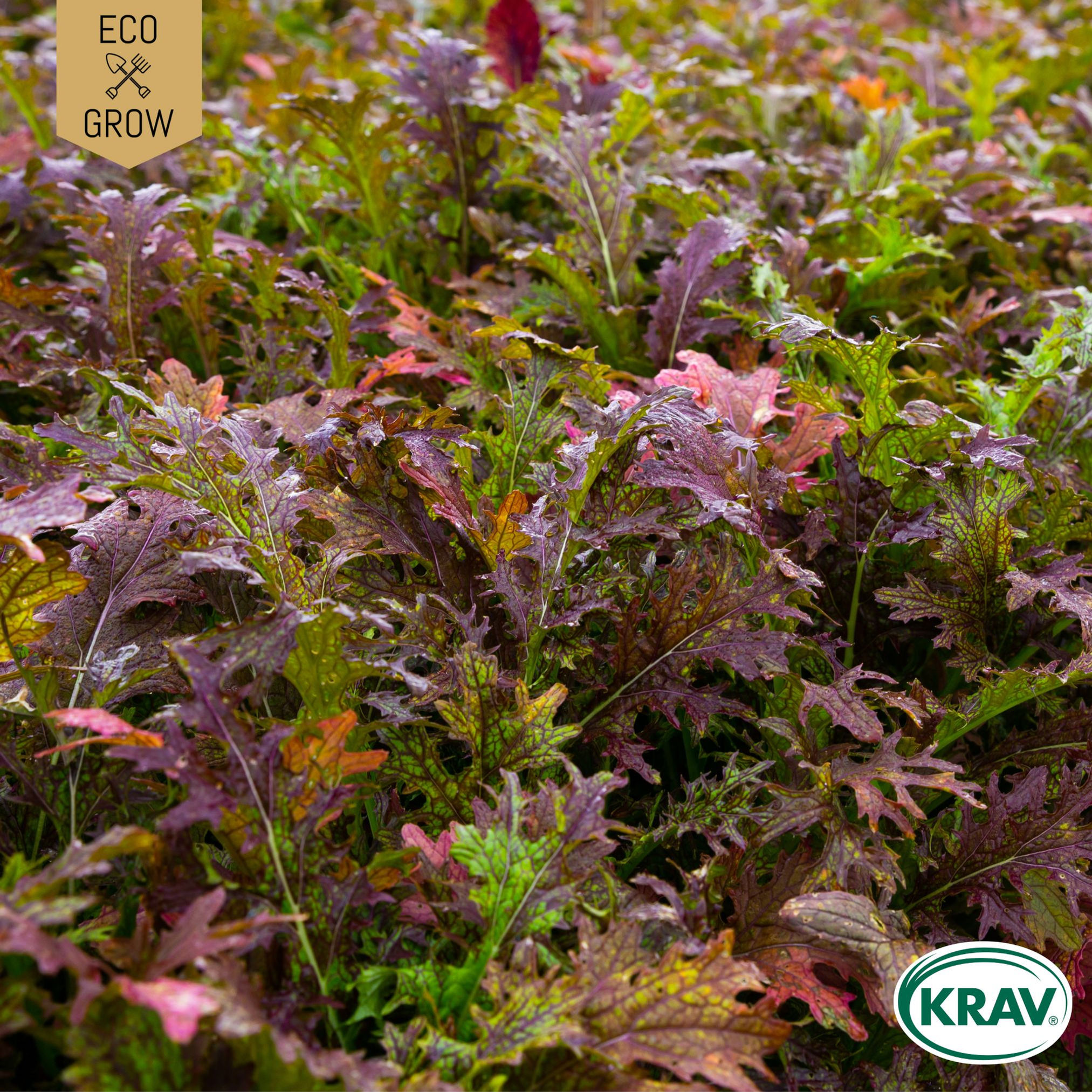 Mizunakål Red Frills Eco Grow Ekologiska Fröer