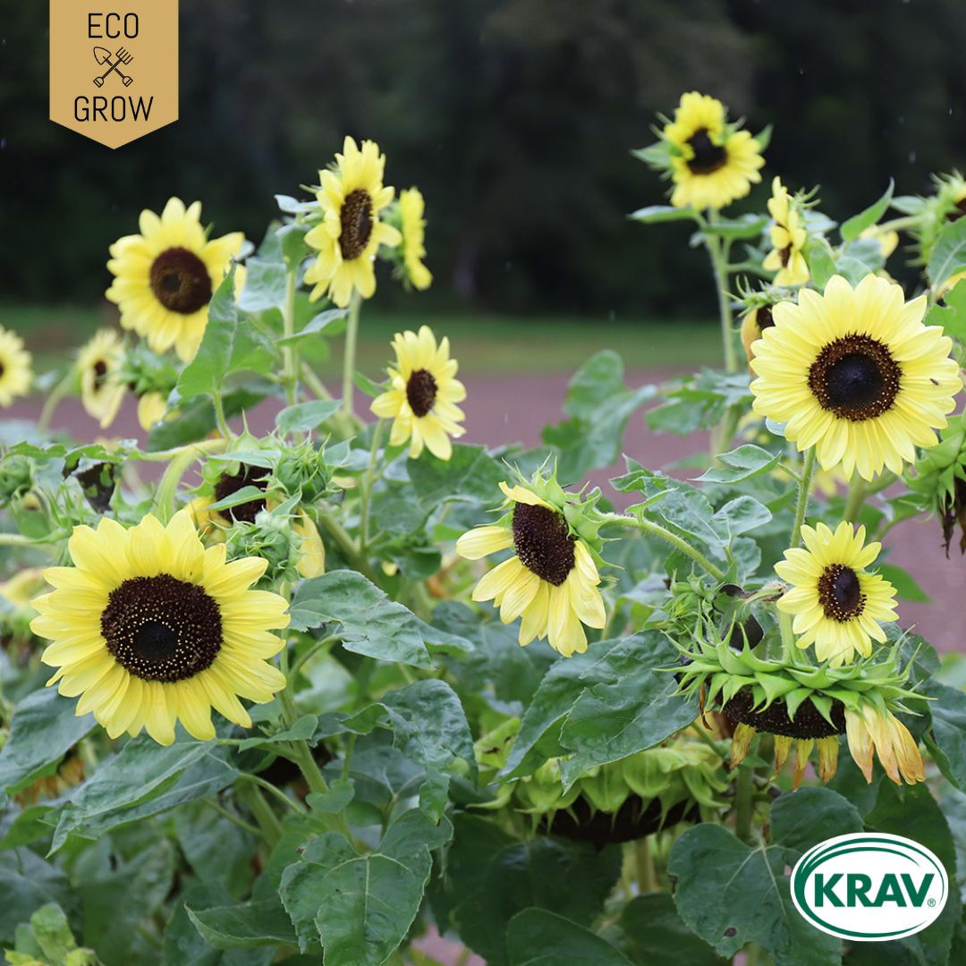 Solros Primrose - EKOLOGISKA FRÖER