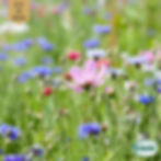 Bukettmix Pastel Color Mix Eco Grow Ekologiska Fröer