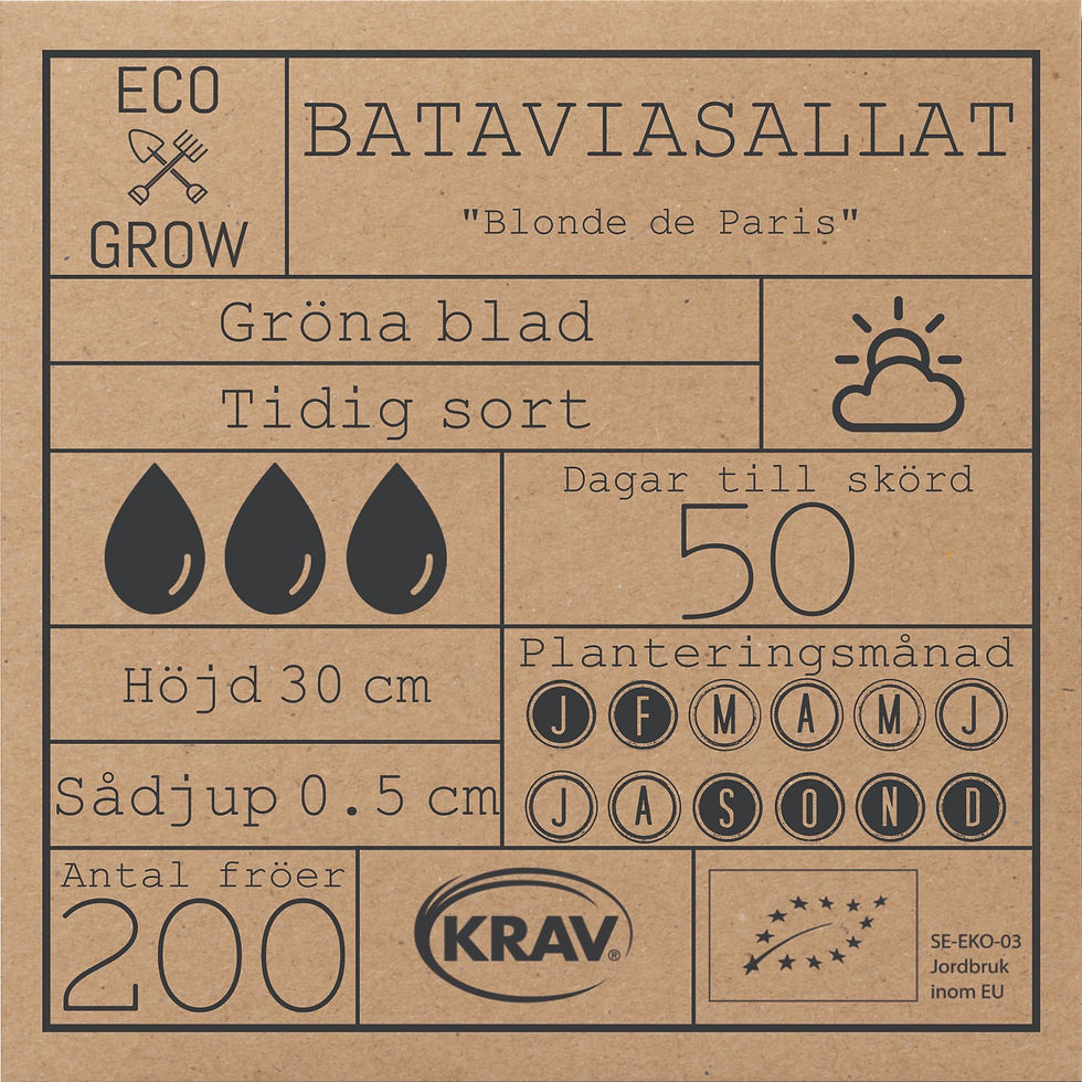 Miniatyrbild: BATAVIASALLAT BLONDE DE PARIS Eco Grow Ekologiska Fröer