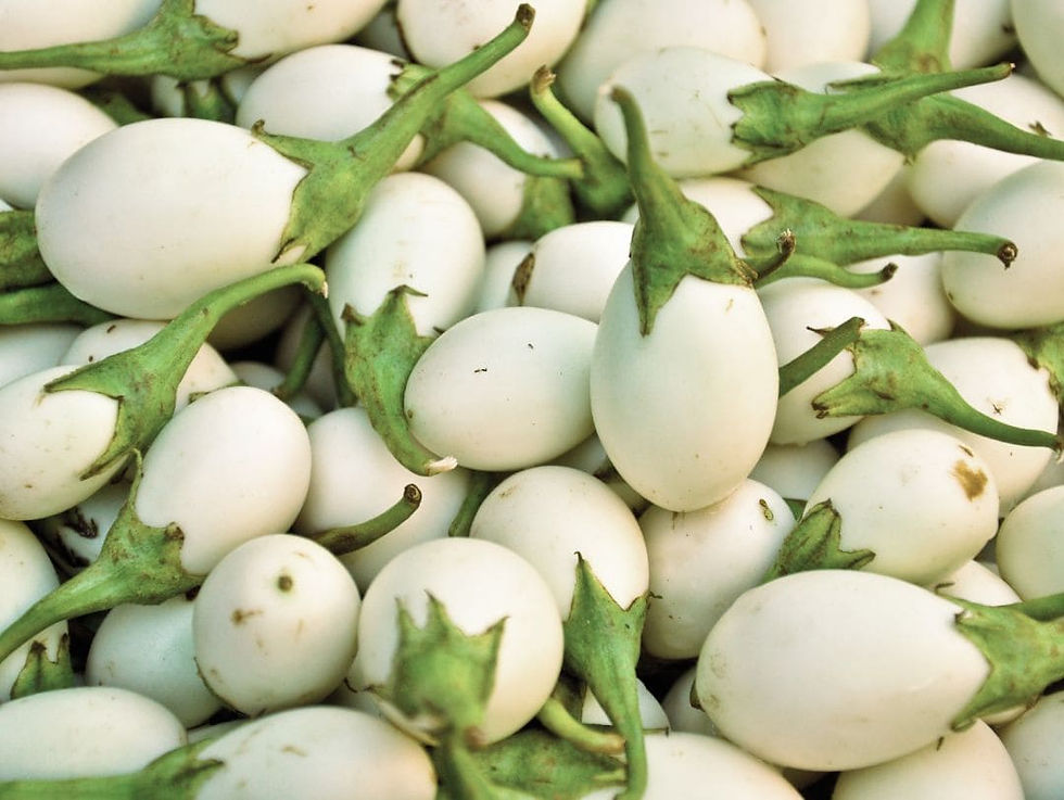 Aubergine Blanche Ronde à Oeuf Kompakt aubergine med små vita, äggformade frukter och mild smak.