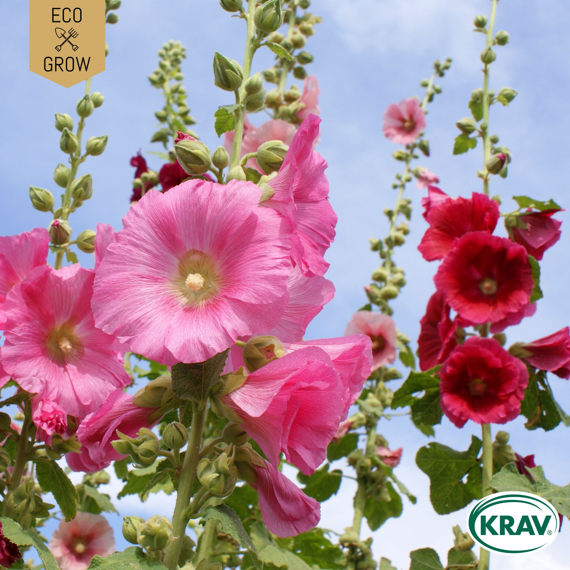 Stockros Blomma - Ekologiska Fröer