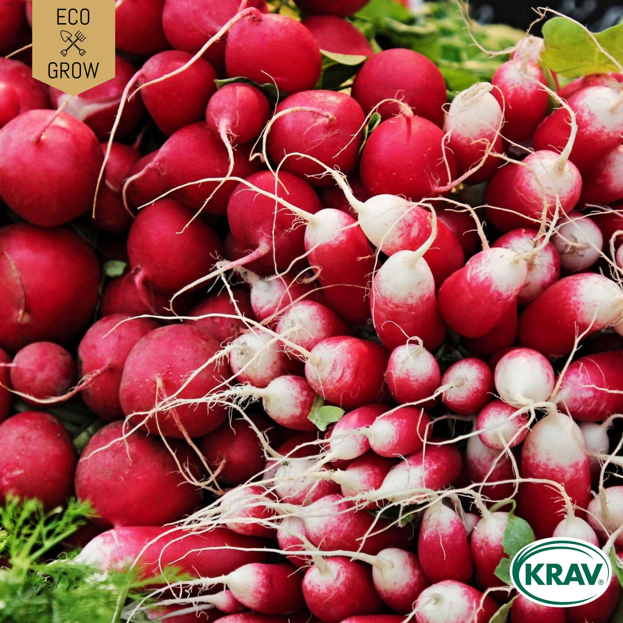 Rädisa Mix Color Mix Eco Grow Ekologiska Fröer