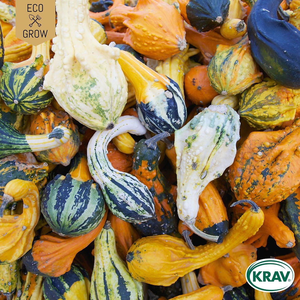 Prydnadspumpa Small Fruited Mix Eco Grow Ekologiska Fröer