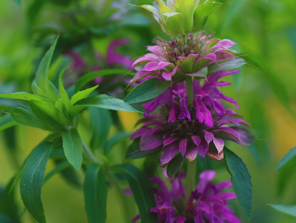 Doftar friskt av citron och lockar mängder av pollinatörer - Citrontemynta