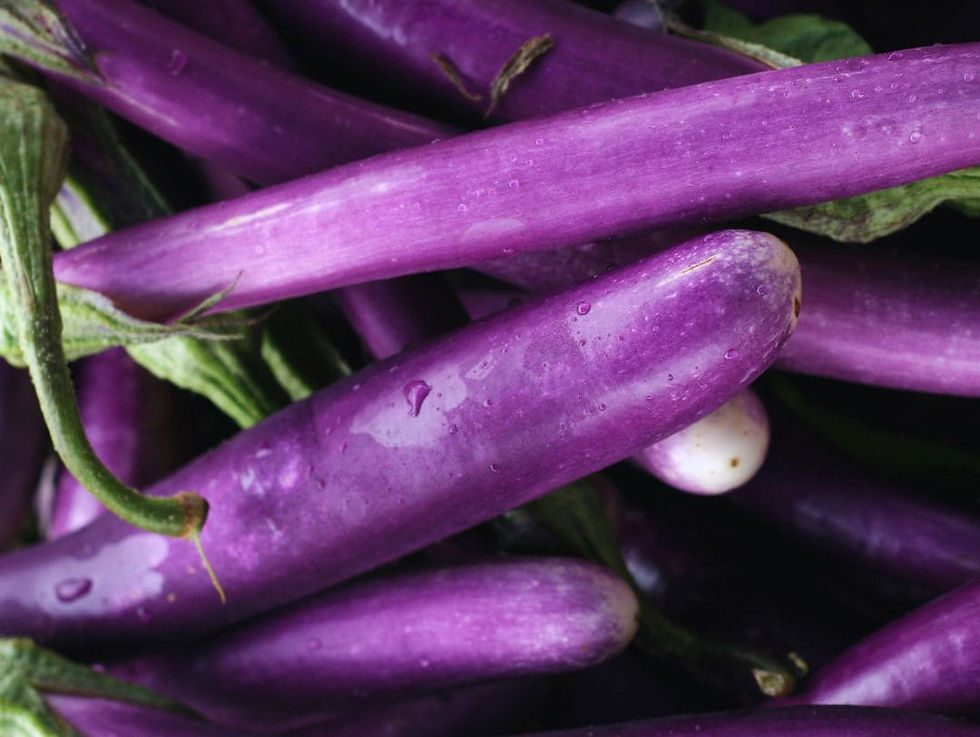 Elegant, lavendelfärgad aubergine med lång skördeperiod. - Tarim