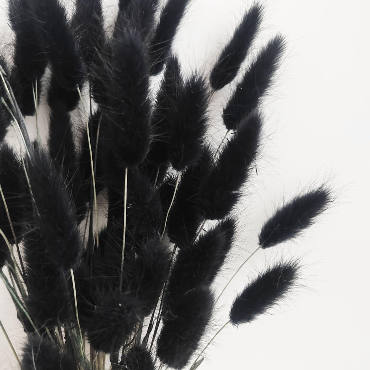 Bunny Tails Dried Flowers 100pcs Dried Pampass Grass Decor Bunny Tail Floral Ste