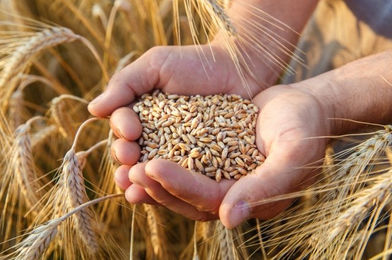 Ukrainian grain - a salvation from hunger for African countries