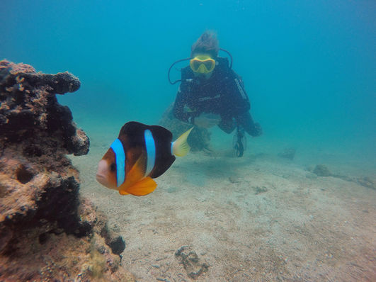clown fish