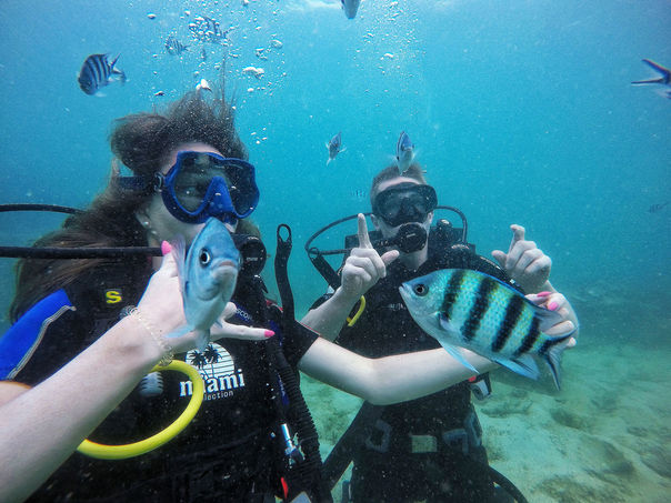 fish among divers