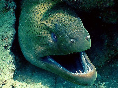 moray eel