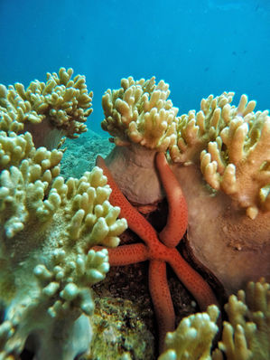 sea star and corals