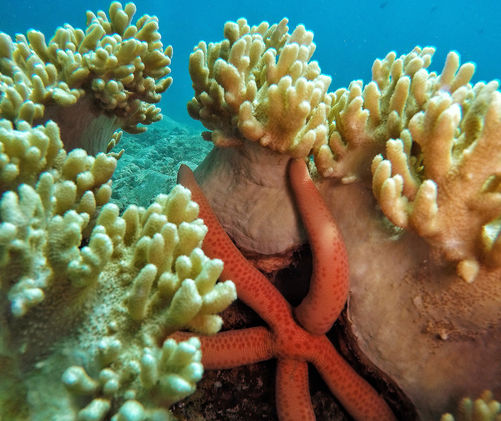 sea star and corals phu quoc