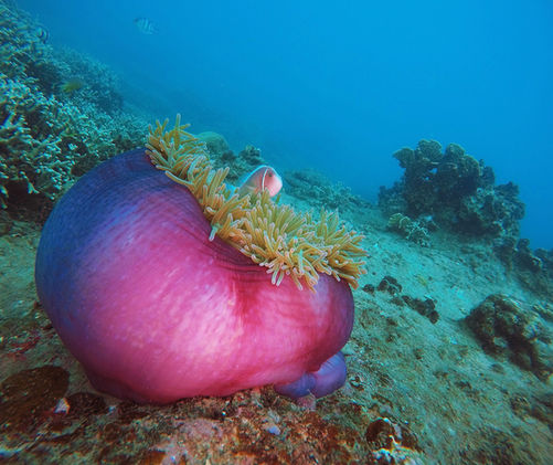 beautiful anemone fish