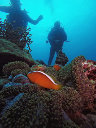 divers with clown fish