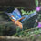 Thumbnail: Kingfisher - perfect gift Limited Edition print direct from artist