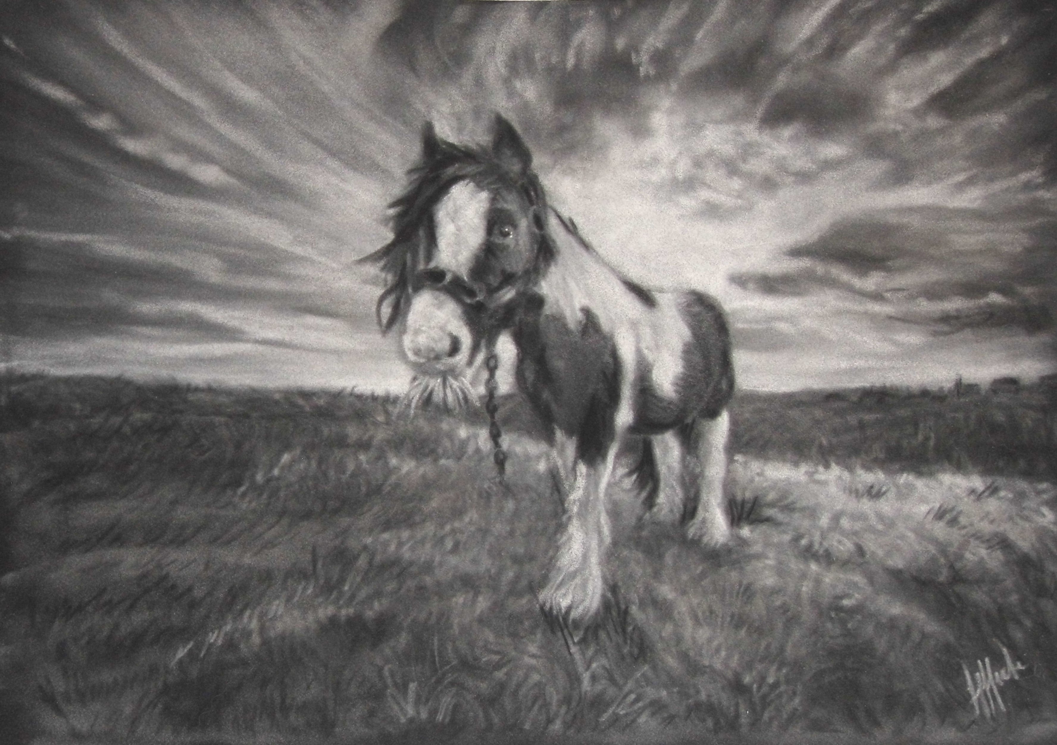 Piebald Cob - Limited Edition Mounted print of a moorland Cob