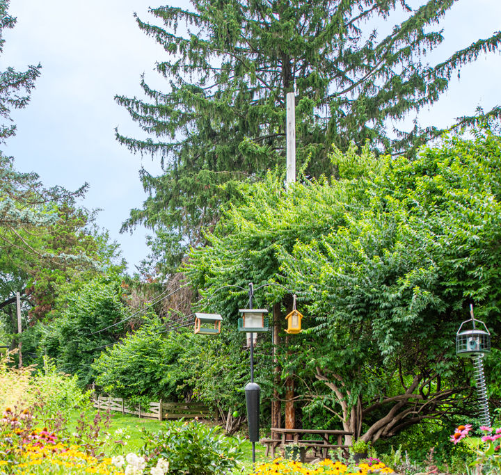 residential pollinator garden