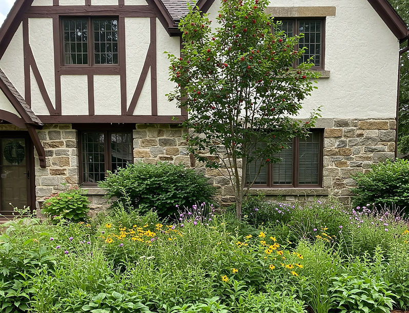 aronia native bird garden_edited.jpg