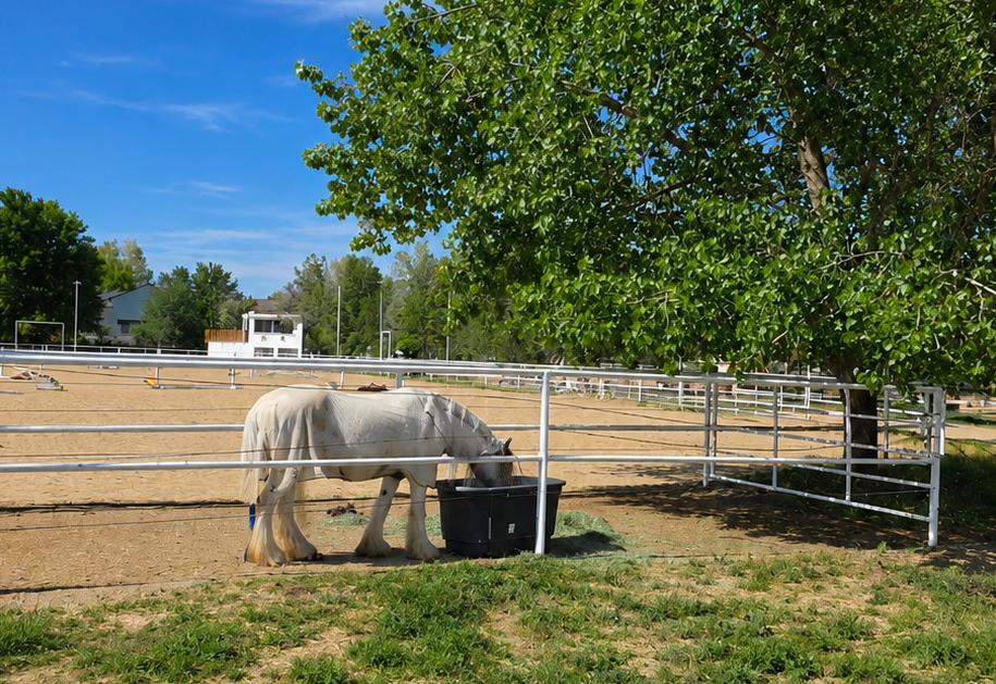 Horse outdoor.png