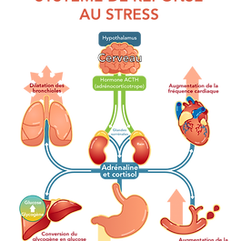 Schéma physiologique de la réponse au stress décrivant la cascade de l'activation du stress au niveau du cerveau et de la libération des  hormones dans les organes