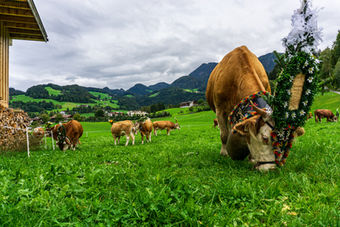 Celebrating the Cows Coming Home