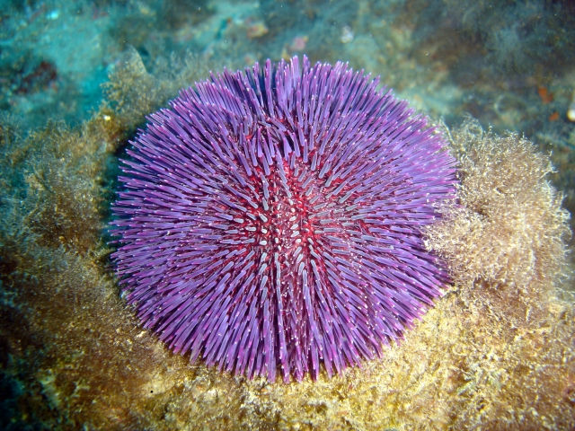 erizo de mar violacea