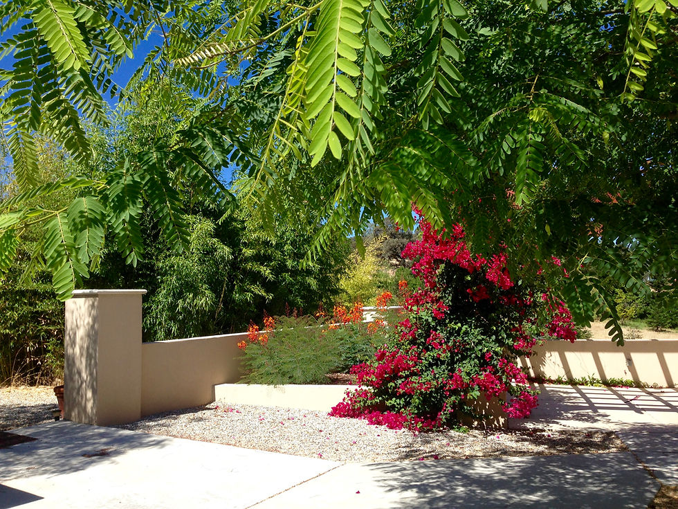 Our pretty little Side yard