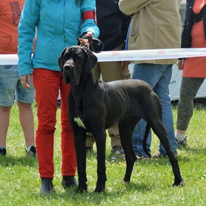 pompadourdoggen.comindiana