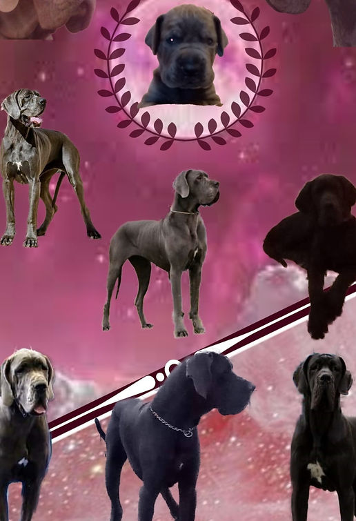 fond ecran pompadour doggen_edited_edite