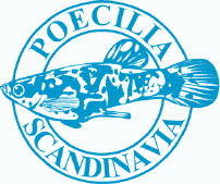 Poecilia Scandinavia