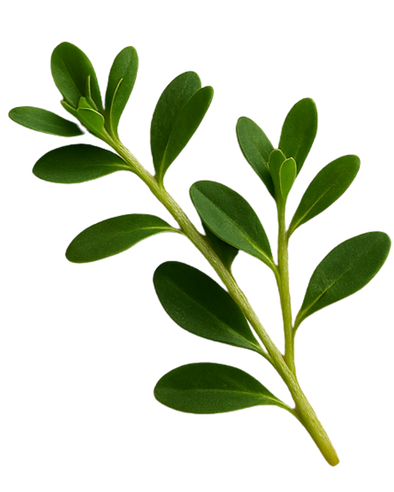 Untitled design (4).png