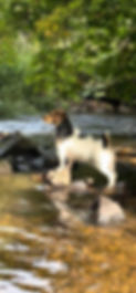 baxter.jpeg