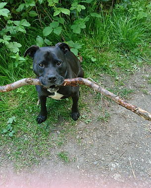 dog-2298854_1920.jpg