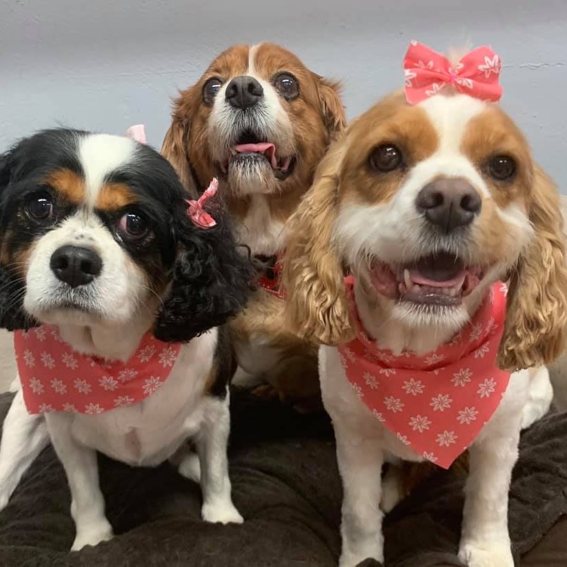 Deltona Happy Tails | Pet Grooming